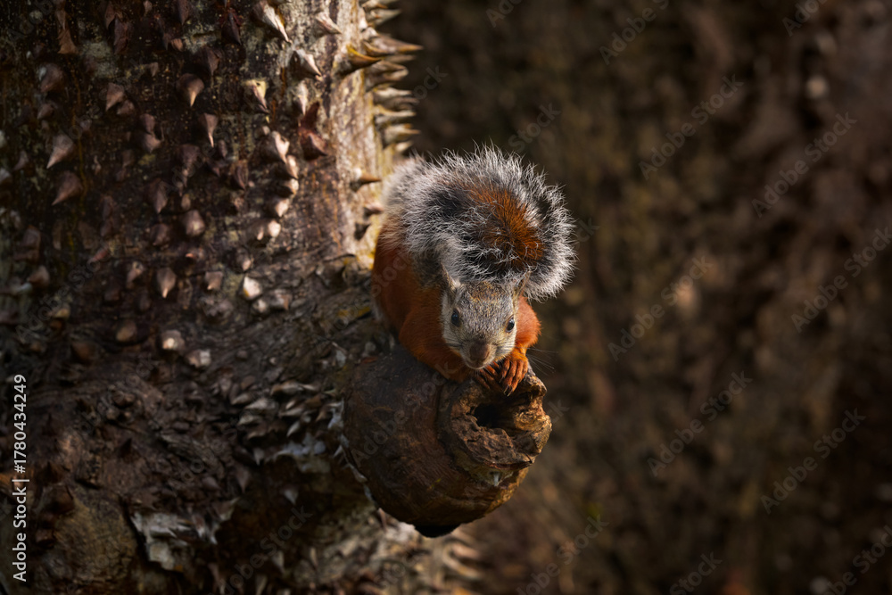 Fototapeta premium Variegated Squirrel, Sciurus variegatoides, with food, head detail portrait, Costa Rica, Wildlife scene from Central America. Prickle spine thorn big tree with squirrel. Costa Rica wildlife.