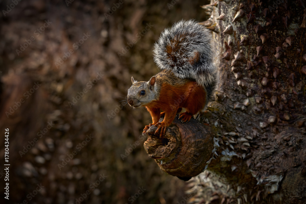 Obraz premium Variegated Squirrel, Sciurus variegatoides, with food, head detail portrait, Costa Rica, Wildlife scene from Central America. Prickle spine thorn big tree with squirrel. Costa Rica wildlife.