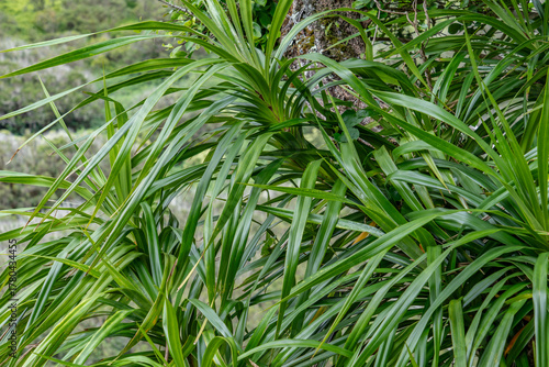 Fotografie Freycinetia arborea, ʻIeʻie, family Pandanaceae