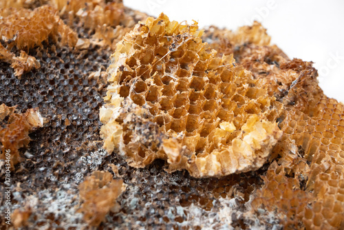 The abandoned structure of a dangerous paper wasps (yellow jackets) nest, tragically burned and destroyed by a local gardener.