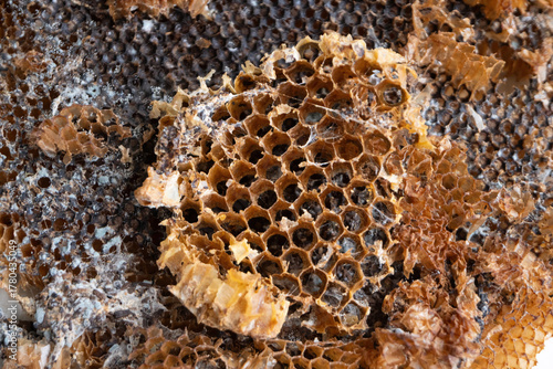 The abandoned structure of a dangerous paper wasps (yellow jackets) nest, tragically burned and destroyed by a local gardener.