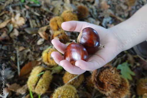 Fotografie Child hand holding chestnuts during autumn harvest