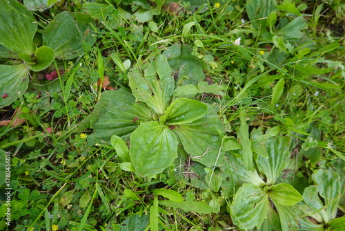 Plantain wild growing among green grass