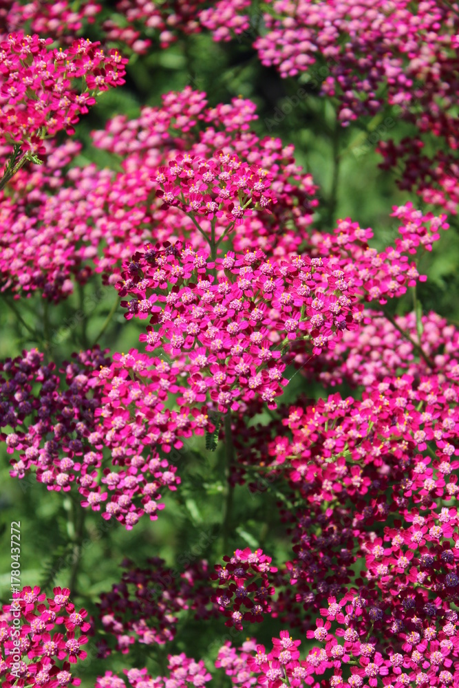 Obraz premium Achillea millefolium 'Cassis', Schafgarbe mit dunkelroten Blüten