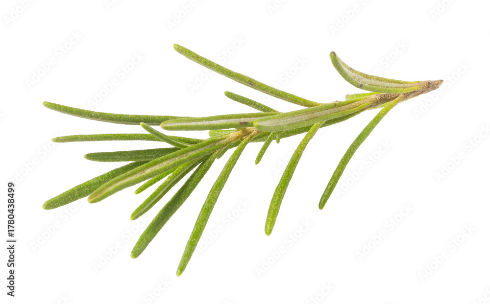 Fototapeta premium Fresh rosemary sprig with green leaves, cooking herb