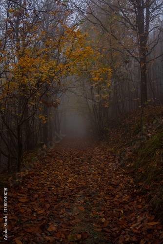 bosco con nebbia