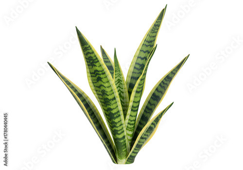 Vibrant Snake Plant Leaves Against Black Background for Design