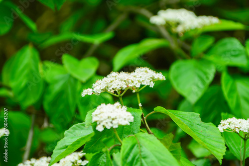 Viburnum wrightii, known as Wright’s viburnum, a deciduous shrub with red and black berries, serrated leaves, and reddish young branches, found in Korean mountain forests. Photographed in Korea.