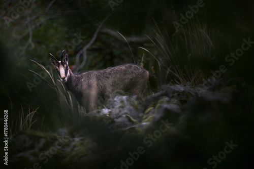 Fototapeta Naklejka Na Ścianę i Meble -  Czech wildlife. Chamois, Rupicapra rupicapra, on the rocky hill, forest in background, Studenec hill, Czech Republic. Wildlife scene with horn animal, Chamois. Forest landscape with animal.