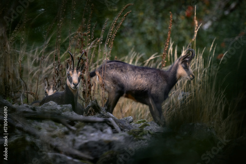 Fototapeta Naklejka Na Ścianę i Meble -  Czech wildlife. Chamois, Rupicapra rupicapra, on the rocky hill, forest in background, Studenec hill, Czech Republic. Wildlife scene with horn animal, Chamois. Forest landscape with animal.
