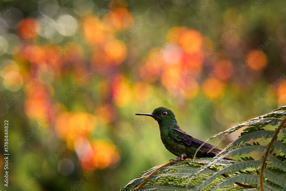 Fototapeta premium Costa Rica wildlife. Green-crowned Brilliant, Heliodoxa jacula, beautiful bloom. Heliconia red flower with green hummingbird, La Paz Waterfall Garden, Volcan Poas NP in Costa Rica. Bird sucking nectar