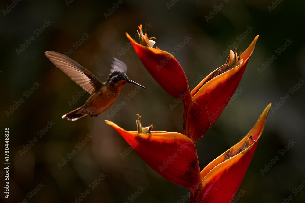 Obraz premium Tropic forest bloom with bird Female hummingbird purple-throated mountaingem, Lampornis calolaemus, with flower in the tropic forest, Talamaca, Costa Rica. Nature wildlife. Evening sunset.