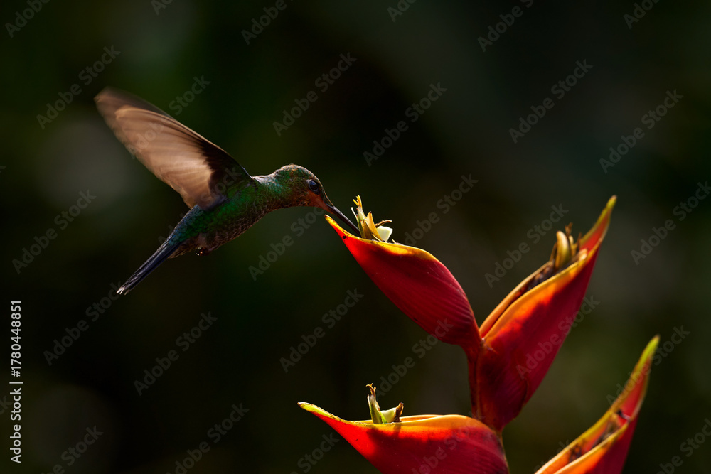 Obraz premium Costa Rica wildlife. Green-crowned Brilliant, Heliodoxa jacula, beautiful bloom. Heliconia red flower with green hummingbird, La Paz Waterfall Garden, Volcan Poas NP in Costa Rica. Bird sucking nectar