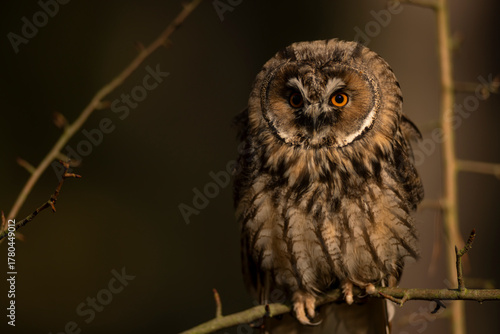 Close up of long-eared owl (Asio otus) watching by big eyes and sitting on branch deep in crown. Wildlife tranquil portrait shot of bird in natural habitat background during dusk.