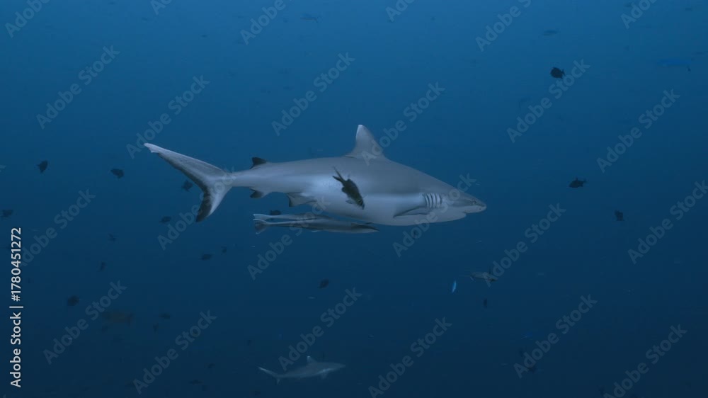 custom made wallpaper toronto digitalA sleek shark glides through deep blue waters, surrounded by smaller fish, showcasing the grace and power of marine life and the ecosystem's dynamic balance, captured with an underwater shot.