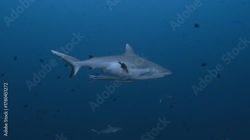 Wallpaper Mural A sleek shark glides through deep blue waters, surrounded by smaller fish, showcasing the grace and power of marine life and the ecosystem's dynamic balance, captured with an underwater shot. Torontodigital.ca
