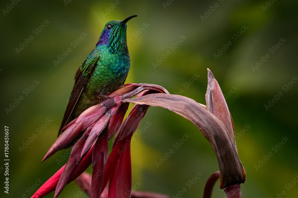 Obraz premium Lesser violetear, Colibri cyanotus, blue and green hummingbird sitting on the red tropic flower in the forest, Talamanca, Costa Rica. Mountain violet-ear bird in nature, wildlife.