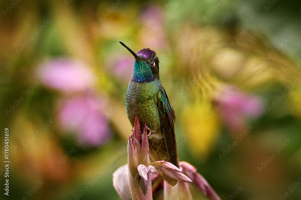 Obraz premium Talamanca hummingbird, Eugenes spectabilis, flying next to beautiful orange flower with green forest in the background, Savegre mountains, Costa Rica. Costa Rica nature. Bird fly in wildlife.