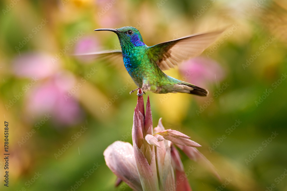 Fototapeta premium Lesser violetear, Colibri cyanotus, blue and green hummingbird sitting on the red tropic flower in the forest, Talamanca, Costa Rica. Mountain violet-ear bird in nature, wildlife.