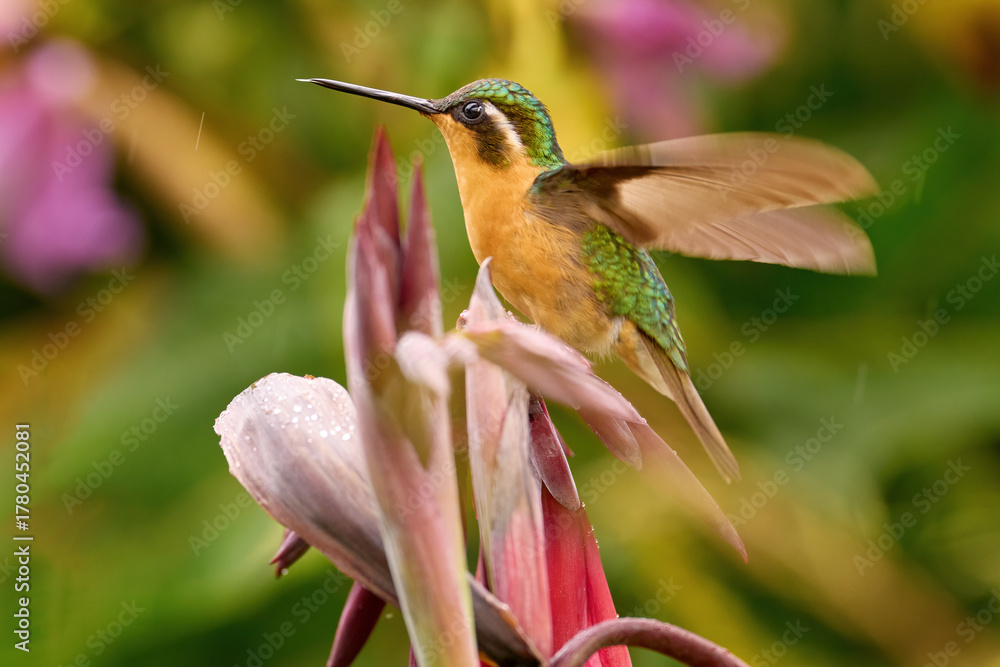 Obraz premium Blue and white small bird from mountain cloud forest in Costa Rica. White-throated Mountain-gem, Lampornis castaneoventris, hummingbird from Costa Rica.