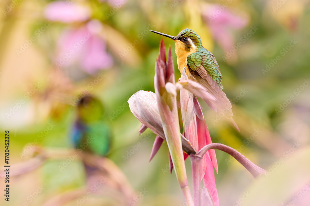Obraz premium Blue and white small bird from mountain cloud forest in Costa Rica. White-throated Mountain-gem, Lampornis castaneoventris, hummingbird from Costa Rica.