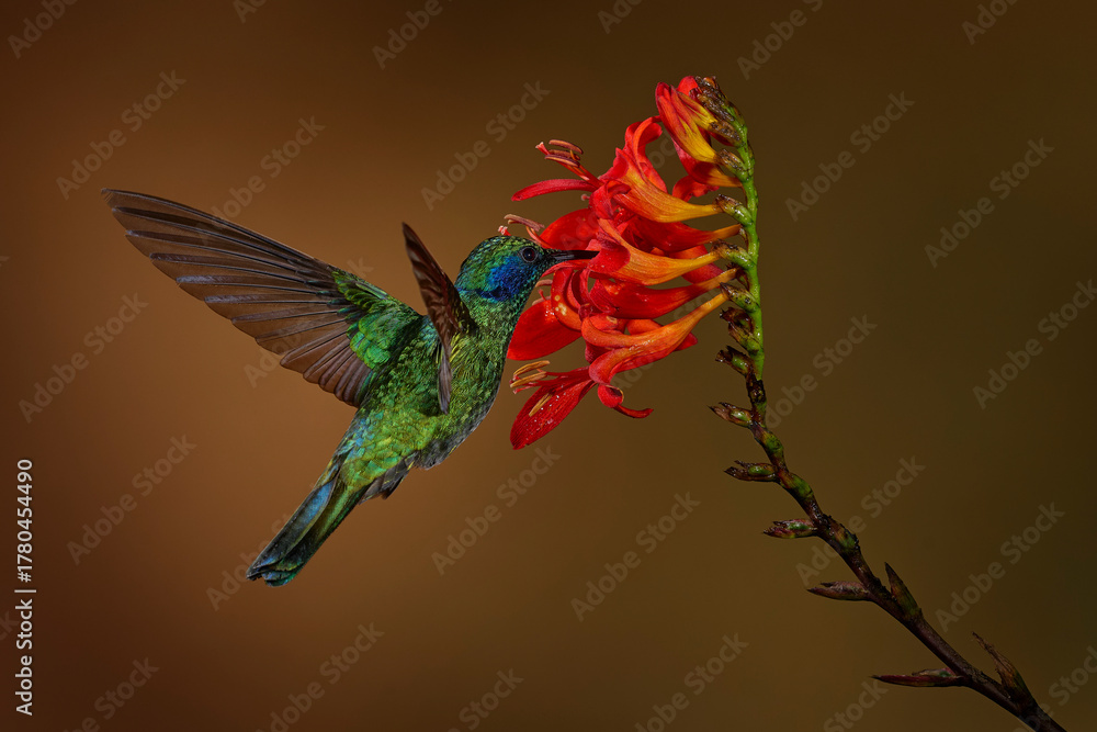 Obraz premium Tropic wildlife. Lesser violetear, Colibri cyanotus, blue and green hummingbird sitting on the red tropic flower in the forest, Talamanca, Costa Rica. Mountain violet-ear bird in nature, wildlife.