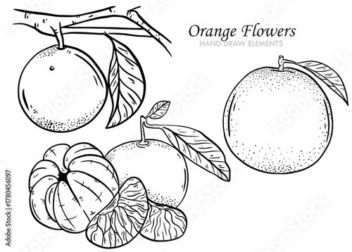 Hand-drawn illustration of orange flowers and fruits, including whole oranges on a branch, peeled segments, and leaves, in a black and white line art style.