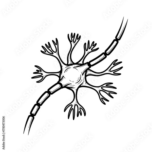 Neuron structure with axon and dendrites in black and white illustration  