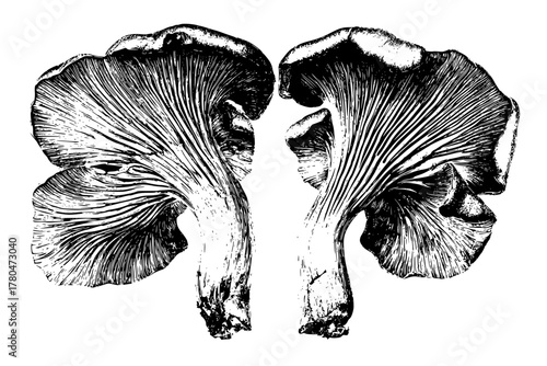 Chanterelle Gills: Closer Look Nature's Artistry | Clean, isolated vector art for creative projects.