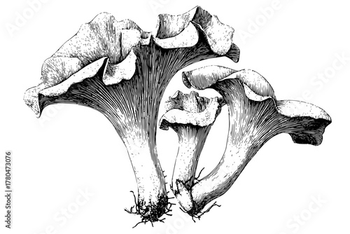 Nature's Artistry: Majestic Chanterelle Mushrooms | Clean, isolated vector art for creative projects.