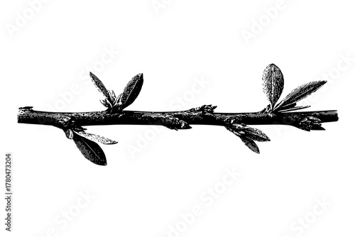 California Lilac Twig: Study Nature's Artistry | Clean, isolated vector art for creative projects.