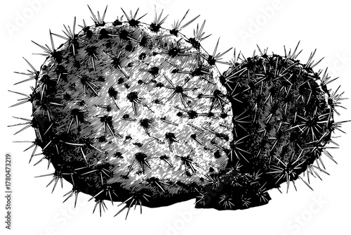 Thorny Twins: Two Centuries Cactus | Clean, isolated vector art for creative projects.