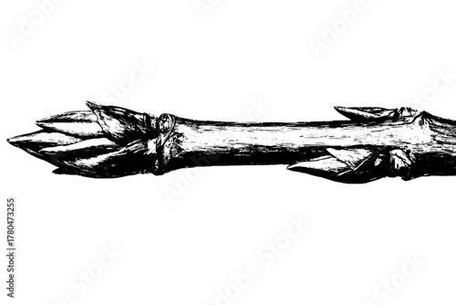 Crisp Botanical Art - Buttonwood Twig Black White | Clean, isolated vector art for creative projects.