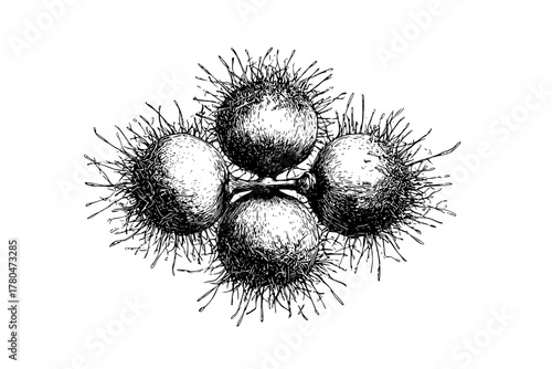 Buds life: close- view nature's intricate patterns buttonbush blossom | Clean, isolated vector art for creative projects.