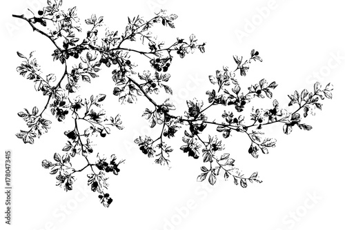 Black White Artistry: Elegant Floral Branch | Clean, isolated vector art for creative projects.