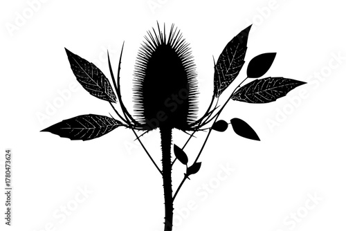 Monochrome Floral Arrangement: single spiky Teasel vase leaves | Clean, isolated vector art for creative projects.