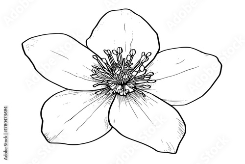 solitary Hellebore blooms quiet | Clean, isolated vector art for creative projects.