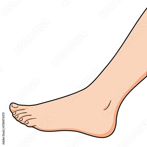 Human foot and lower leg isolated on a white background. Anatomy illustration for medical diagram, health care, or body part education.