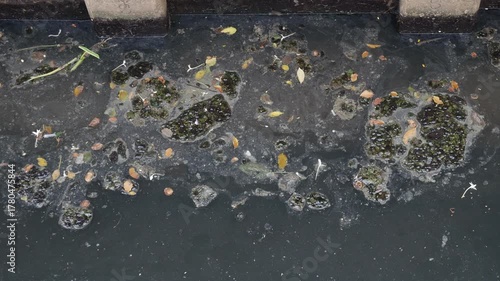 Polluted Dark Water Surface with Floating Trash Moss and Leaves Top View