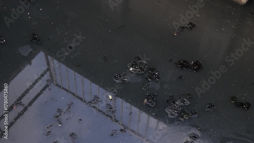 Polluted Dark Water Surface with Floating Trash Moss and Leaves Top View