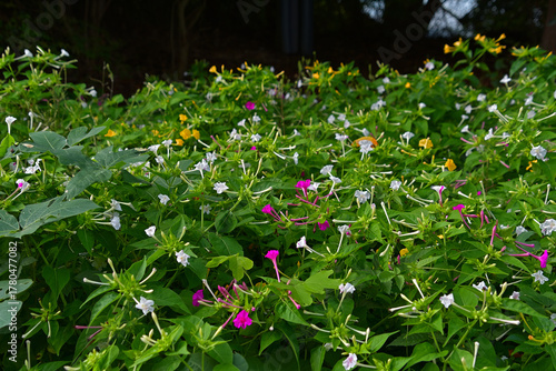 オシロイバナの群生