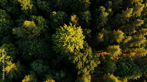 Lush green forest captured from above during golden hour with sunlight filtering through tree leaves