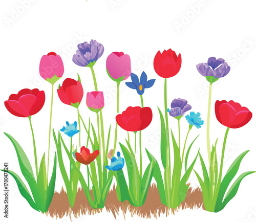 Colorful tulips blooming with vibrant green stems and brown soil
