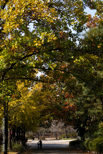 Take a walk among the colorful trees as the leaves change color.단풍이 들어 울긋불긋한 나무들 사이로 산책을 합니다.