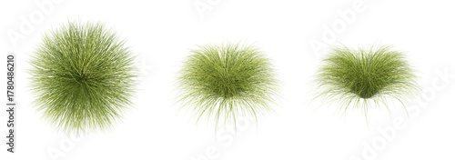 Sedge bush isolated transparent background 3d rendering pack PNG
