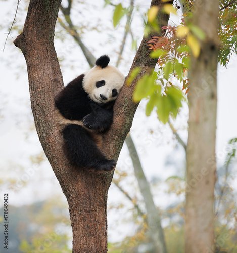 One giant panda baby sleeping on the tree
