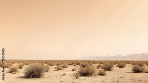 Fototapeta Naklejka Na Ścianę i Meble -  sparse desert shrubs with pale desert sky