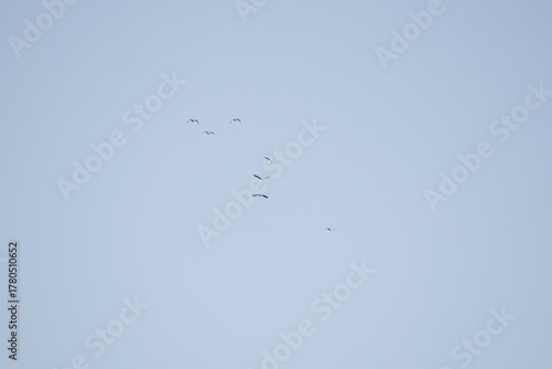 Wallpaper Mural birds in flight Torontodigital.ca