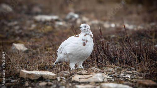 Ptarmigan