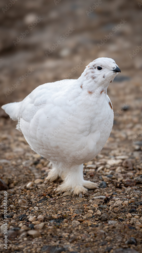 Fototapeta premium Ptarmigan
